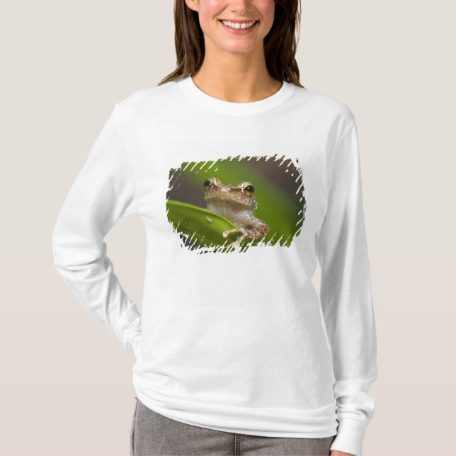 T-shirt Coqui commun, Eleutherodactylus coqui (Devant)
