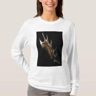 T-shirt Coquille de conque