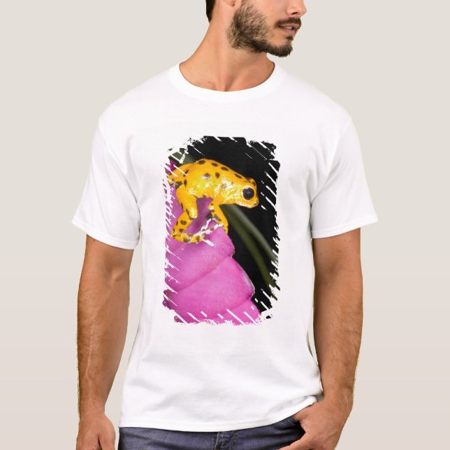 T-shirt Costa Rica. Gros plan de la grenouille à fléchette (Devant)