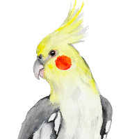 Cute Cockatiel Aquarelle Parrot.