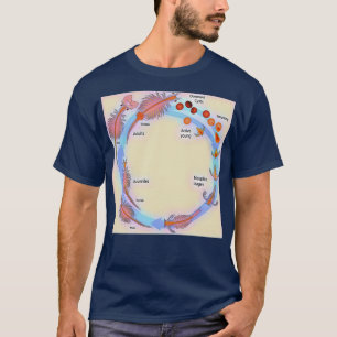 T-shirt Cycle de vie des crevettes de saumure