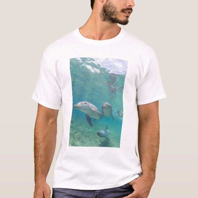 T-shirt Dauphins de verdure Tursiops truncatus (Devant)