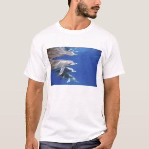 T-shirt dauphins tachetés de l'Atlantique. Bimini, Bahamas