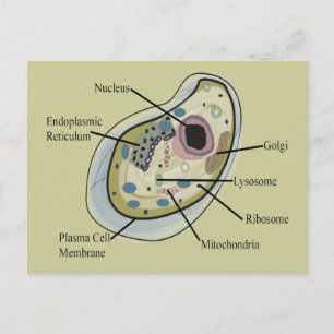 T - Shirt der Zellbiologie Postkarte