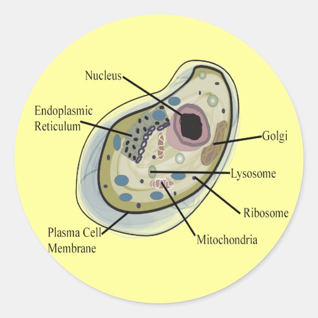 T - Shirt der Zellbiologie Runder Aufkleber (Vorderseite)