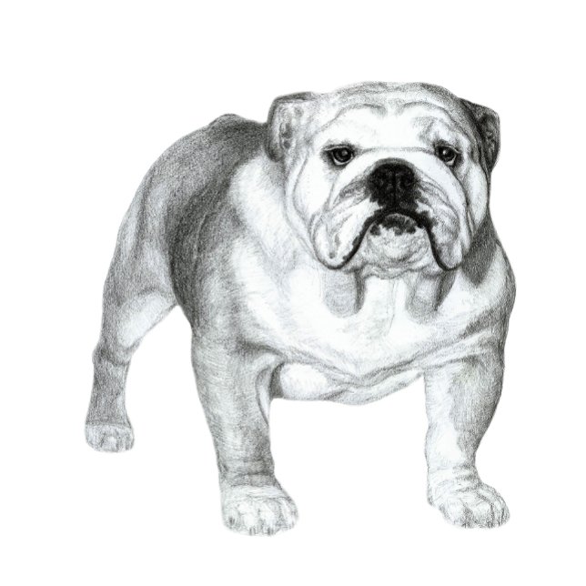 T-shirt dessin au crayon de Bulldog anglais (Hand-drawn English Bulldog )