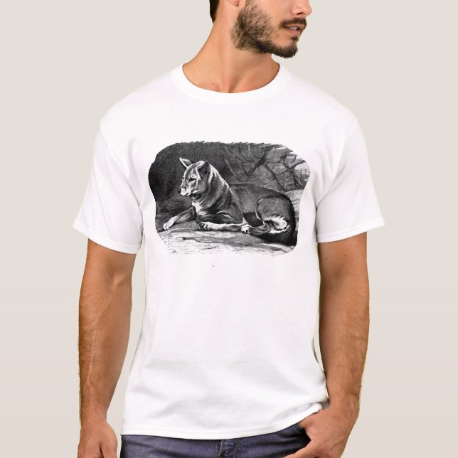 T-shirt dingo (Devant)