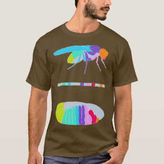 T-shirt Drosophila Hox Genes