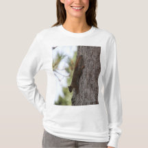 Écureuil supérieur