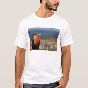 T-shirt Équateur, Galapagos, Île Genovesa. Prince