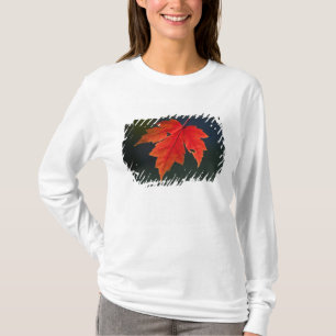T-shirt Érable rouge (Acer rubrum) feuille rouge en automn
