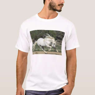 T-shirt Étalon andalou en course, PR