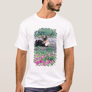 T-shirt États-Unis, Alaska, Parc national de Denali, Carib