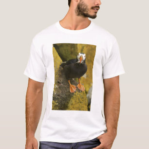 T-shirt États-Unis, Alaska, Pribilof Islands, St Paul. Tuf