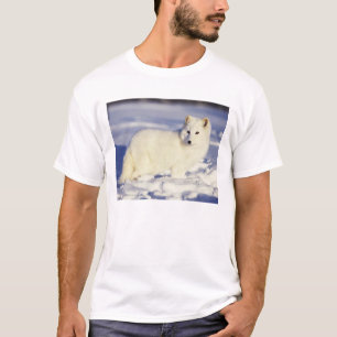 T-shirt États-Unis, Alaska. Renard arctique en pelage d'hi