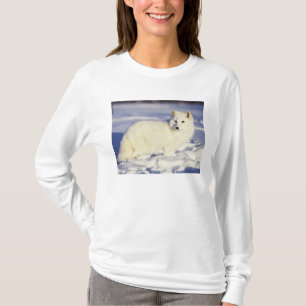 T-shirt États-Unis, Alaska. Renard arctique en pelage d'hi