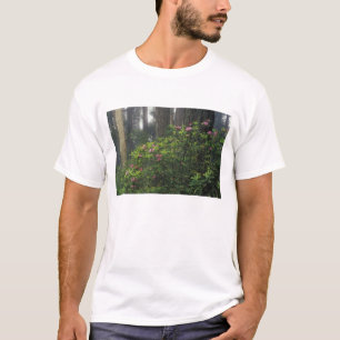 T-shirt États-Unis, Californie, Del Norte, Redwoods St. Pa