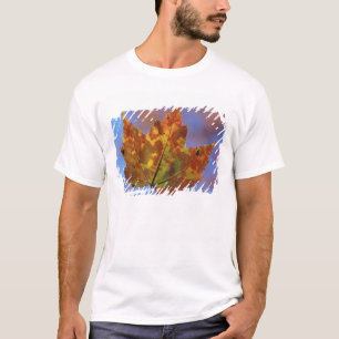 T-shirt États-Unis, New Hampshire, White Mountains, Franco