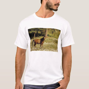 T-shirt États-Unis, Oregon. Cheval dans un champ de pâquer