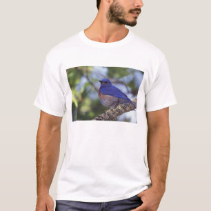 T-shirt États-Unis, Oregon. Merlebleu de l'Ouest mâle