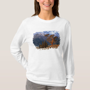 T-shirt États-Unis, Wyoming, Grand Teton NP. Un cèdre soli