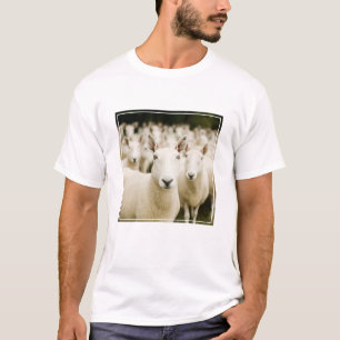 T-shirt Farms   Herd of Sheep