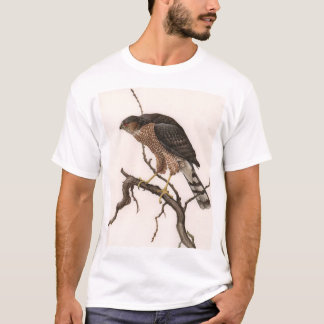 T-shirt faucon Pointu-shinned, femelle adulte