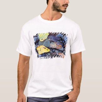 T-shirt Feuille de peuplier de Fremont sur plaine inondabl