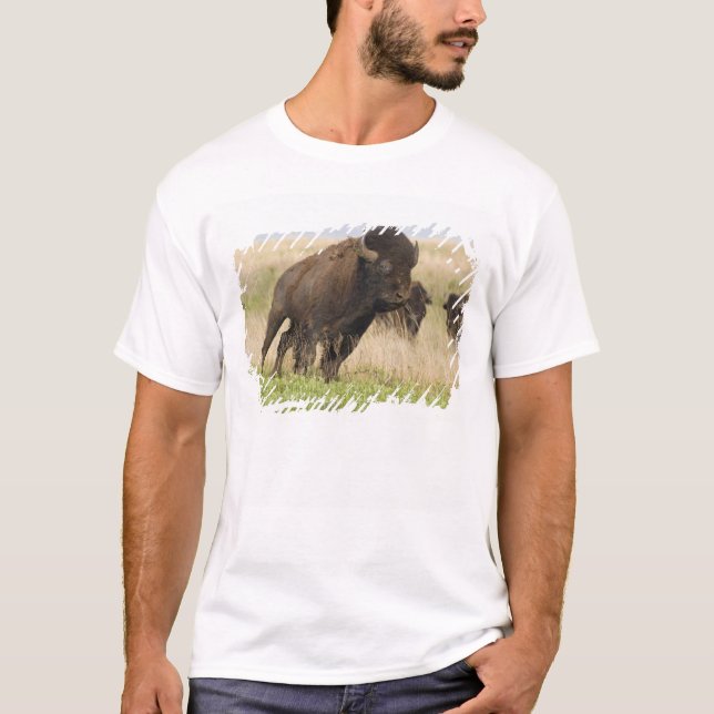 T-shirt Fiesty jeune bison bull at Tallgrass (Devant)
