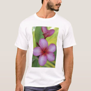 T-shirt Fleur, Plumeria sp.), Pacifique Sud, Niue