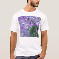 Fleurs d'arbre pourpres Jacaranda