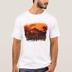 T-shirt Forêt d'acacia en silhouette au coucher du soleil,