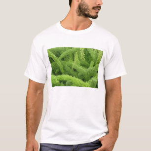 T-shirt Fougère queue de renard, Asparagus densiflorus mye