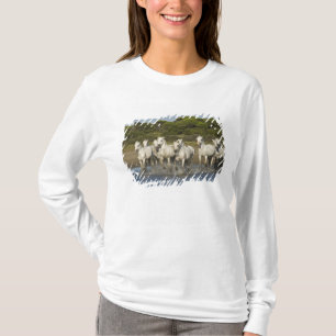 T-shirt France, Camargue. Les chevaux courent à travers l'