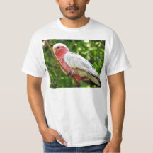 Galah (cacatoès rose de Breasted)