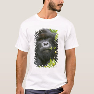 T-shirt Gorilla de Silverback Mountain
