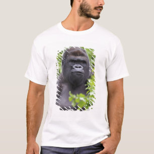 T-shirt Gorille des plaines à dos argenté, Gorilla gorilla