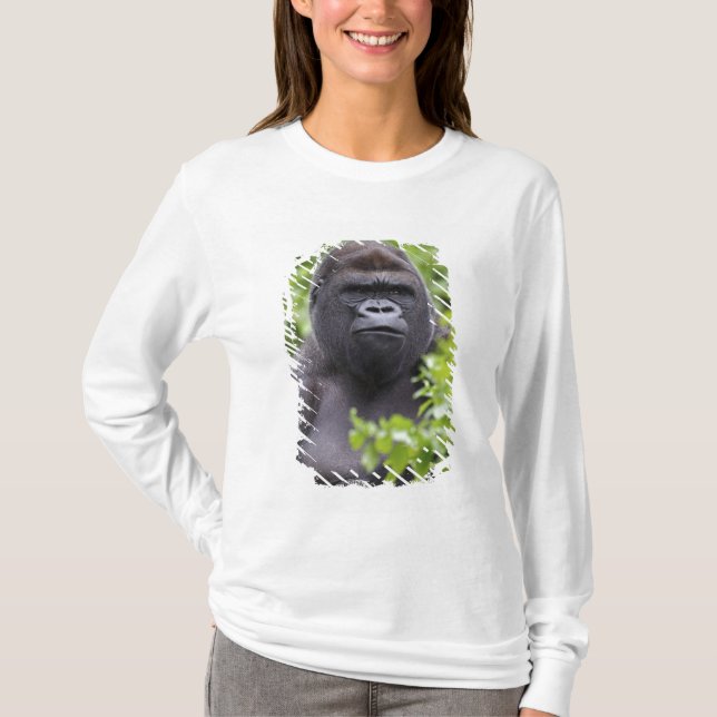 T-shirt Gorille des terres basses de Silverback, Gorilla g (Devant)