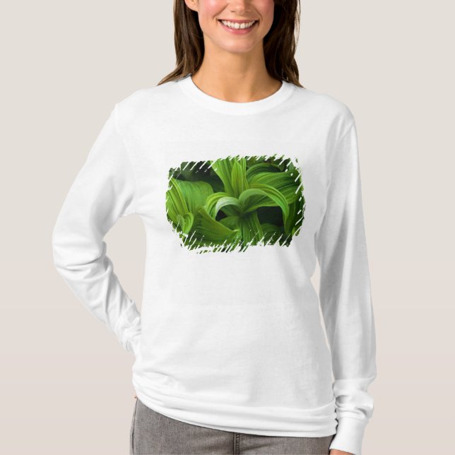 T-shirt Gouttes de rosée sur un Helabore faux (Devant)