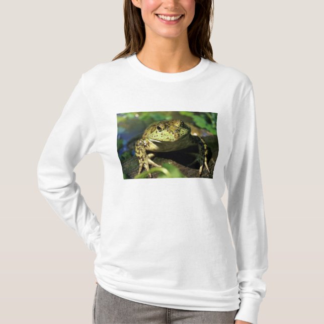 T-shirt Grenouille taureau. (Devant)