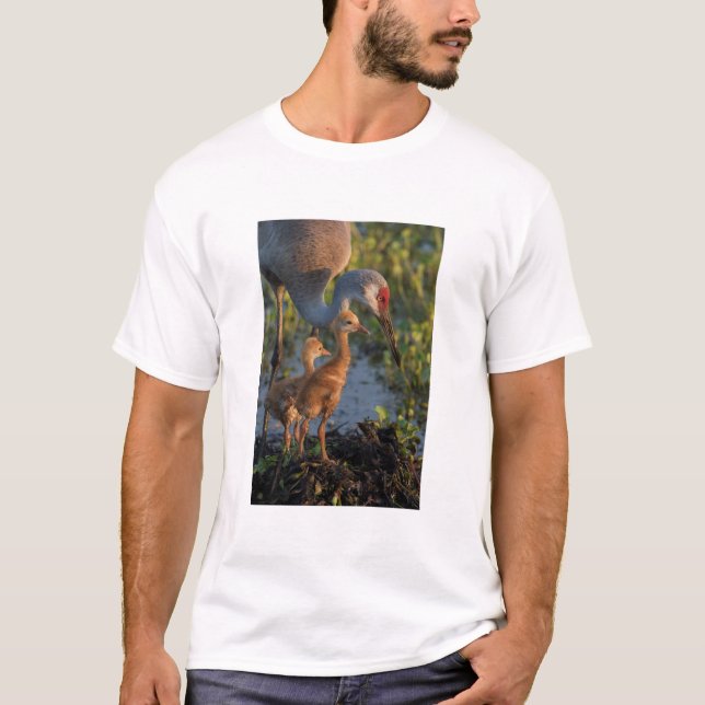 T-shirt Grue de Sandhill avec poussins, Floride (Devant)