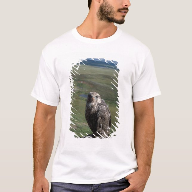T-shirt gyrfalcon, Falco rusticolus, juvénile (Devant)