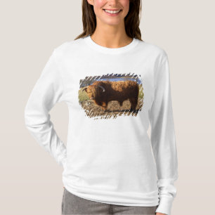 T-shirt Highland Cattle Bull, Écosse