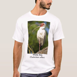 T-shirt IBIS blanc, (Eudocimus…