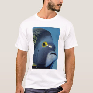 T-shirt Îles Caïmans, Poisson ange français Pomacanthus