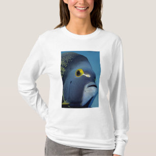 T-shirt Îles Caïmans, Pomacanthus française
