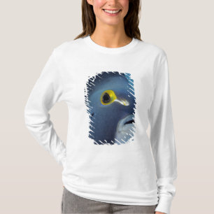 T-shirt Îles Caïmans, Pomacanthus française