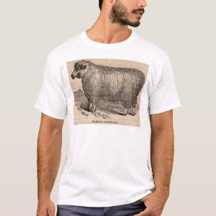 T-shirt Imprimé au 19e siècle année Cotswold brebis