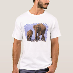 T-shirt Inde, Parc national de Nagarhole. Eléphant d'Asie