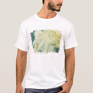 T-shirt Indonésie, province de Sulawesi du Sud, Wakatobi